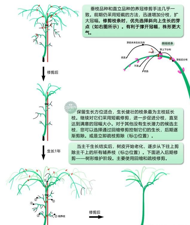 日本红枫红舞姬树形怎么修剪,盆栽红枫树修剪