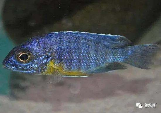 三湖慈鲷马鲷孔雀珍珠系能长多大,三湖慈鲷之孔雀