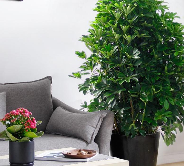 室内养花，盆栽土上长白毛？改变“3个地方”，1周就消失无踪