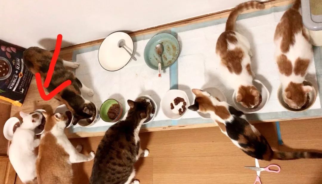 德国进口猫咪罐头,德国小李子猫咪主食罐头测评