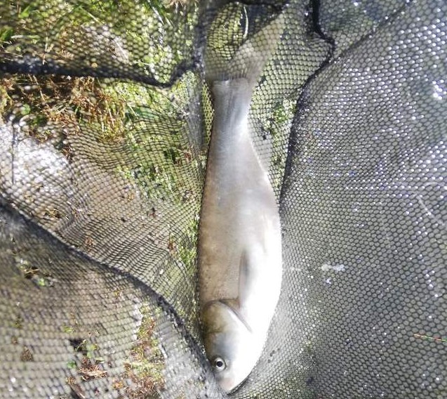 达瓦一击e并继竿使用感受,达瓦一击e并继竿价格