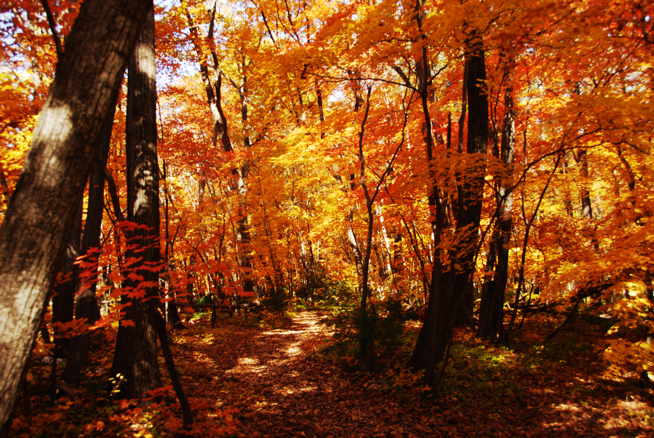 这个秋季你挖到了金人吗?