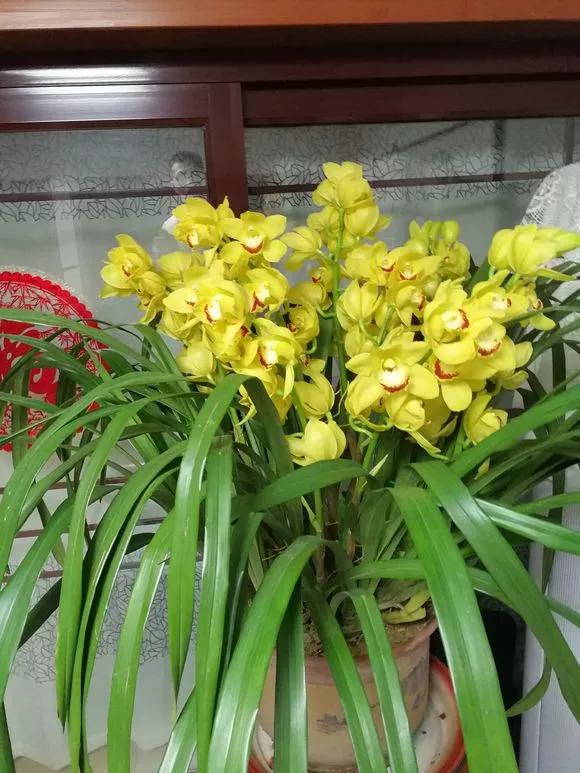 什么兰花春节前后开花又好养,春节期间开花的浓香型兰花