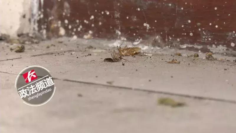 女租客跑路被房东逮住,女租客跑路后房东进屋后傻眼