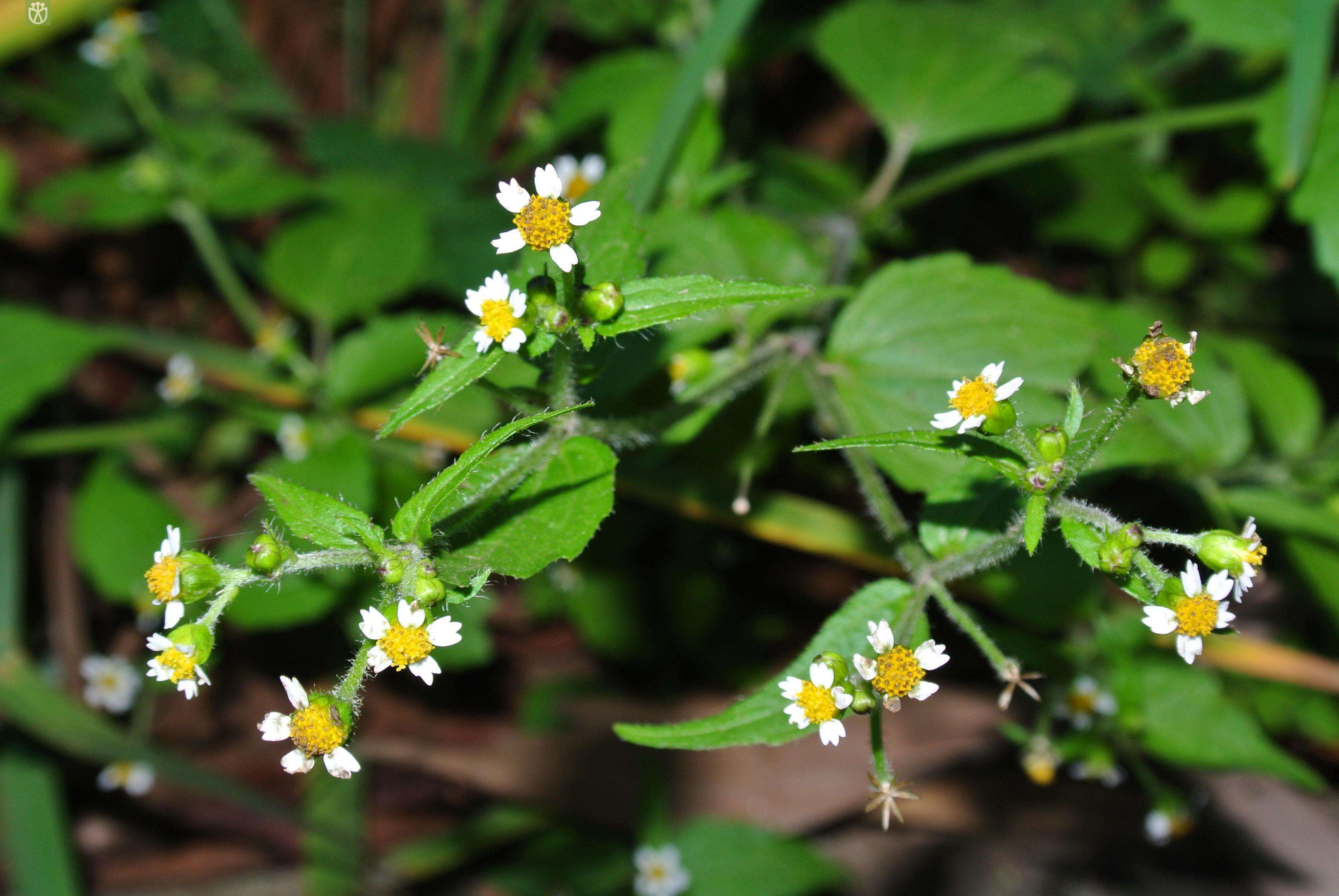 100种常见花卉图谱，收藏起来慢慢看，从此识花不求人