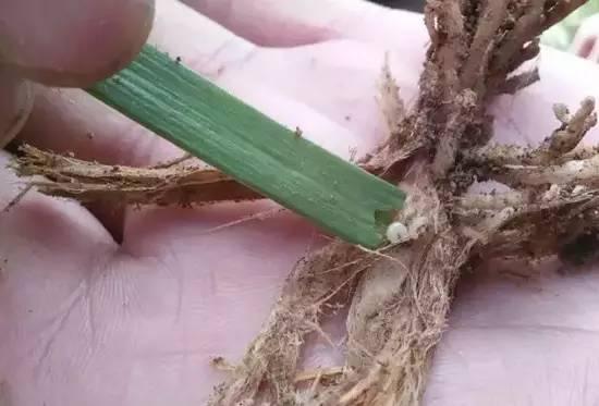 韭菜地里有蛆怎样治,韭菜长韭蛆了应该怎么处理呢