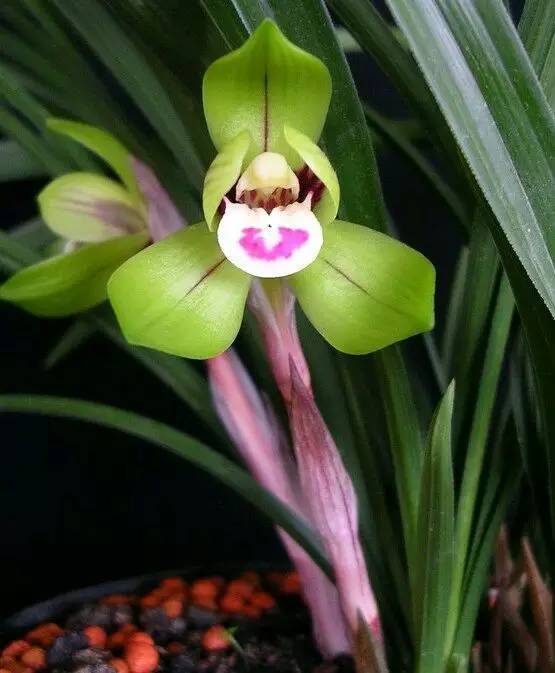 赏花时间表,赏花季节及图片