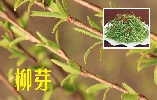 上山挖的野菜又美味又营养,大山里美味的野菜野生药材