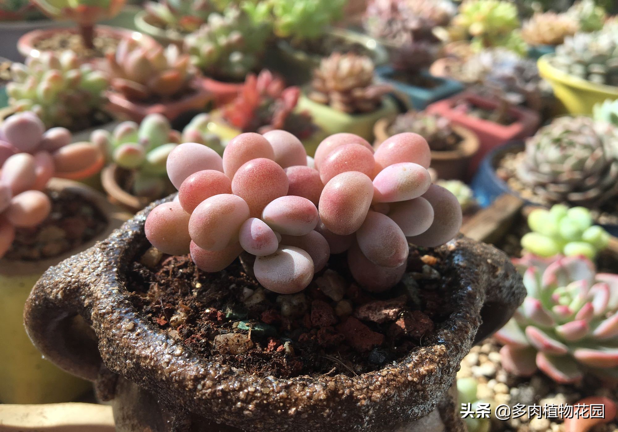 好好的多肉突然腐烂了怎么回事,好好的多肉掉叶片