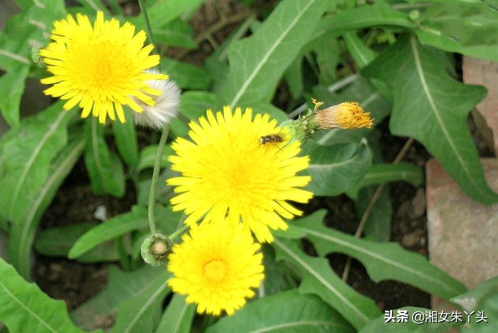 黄花菜的功效作用,黄花菜功效