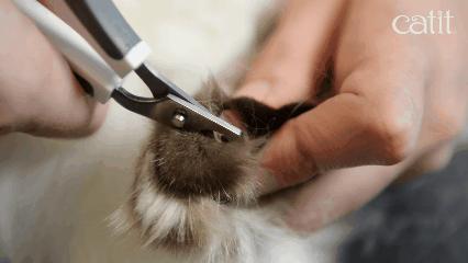 猫咪总挠痒痒就是有跳蚤？4招搞定猫咪瘙痒问题