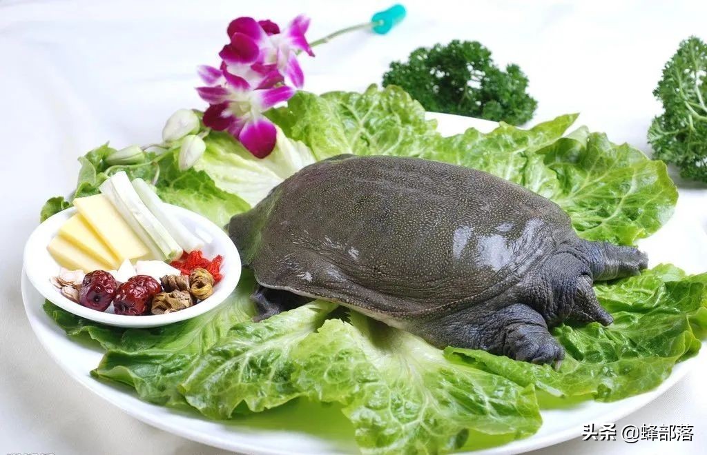 什么鱼最好养殖最挣钱,农村养殖鱼的技巧和注意事项