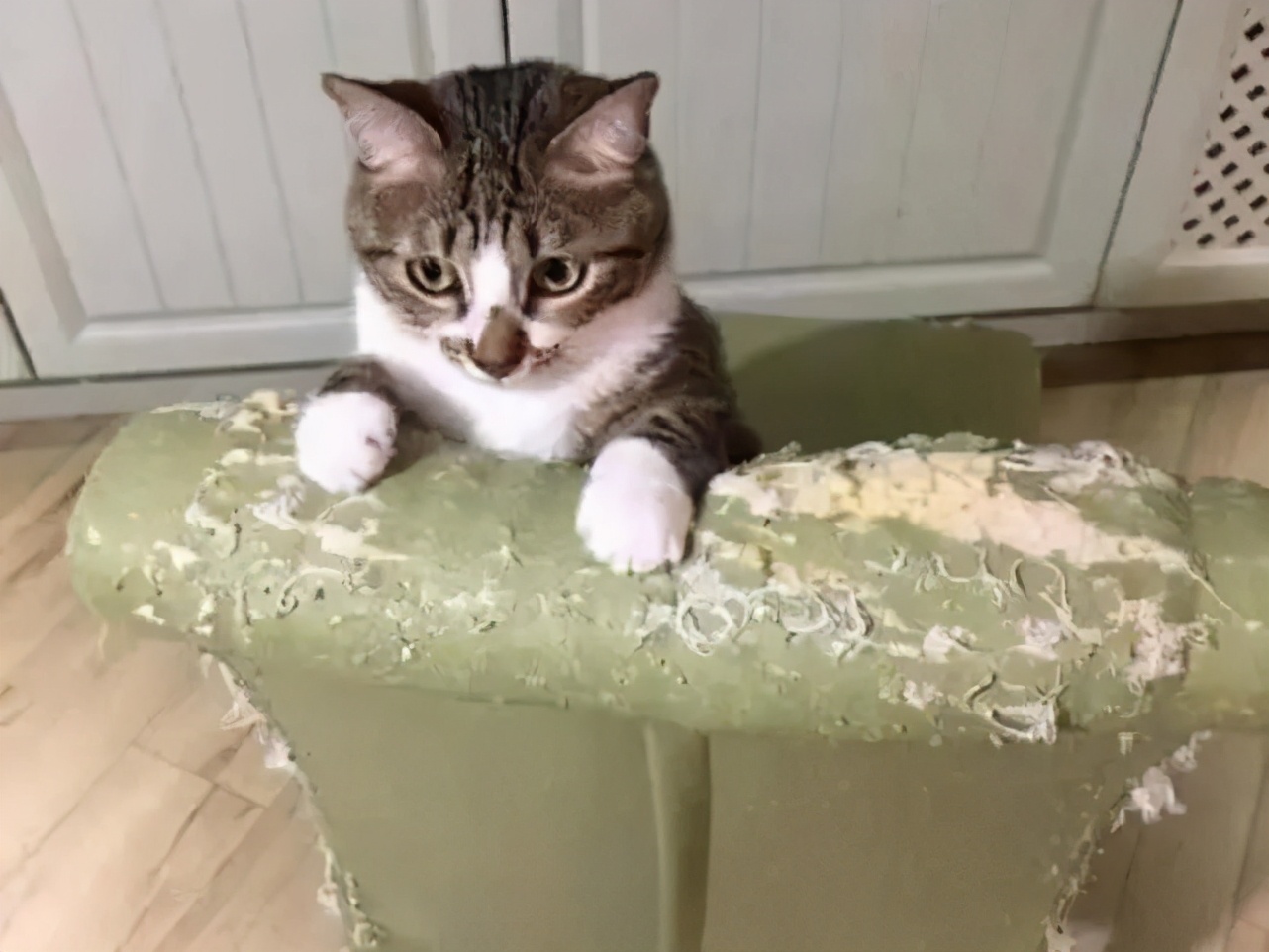 淦！给猫挤肛门腺喷到笔记本键盘上了