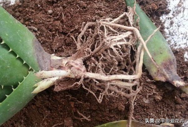 如何让绿萝1星期内死亡,家里芦荟根死怎么救活