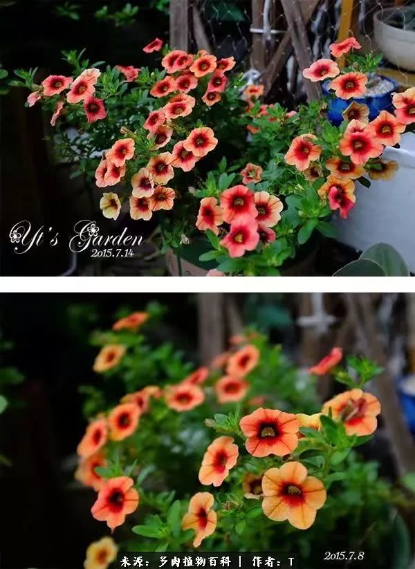 多肉还可以这样玩(上):八年养肉路剪影!