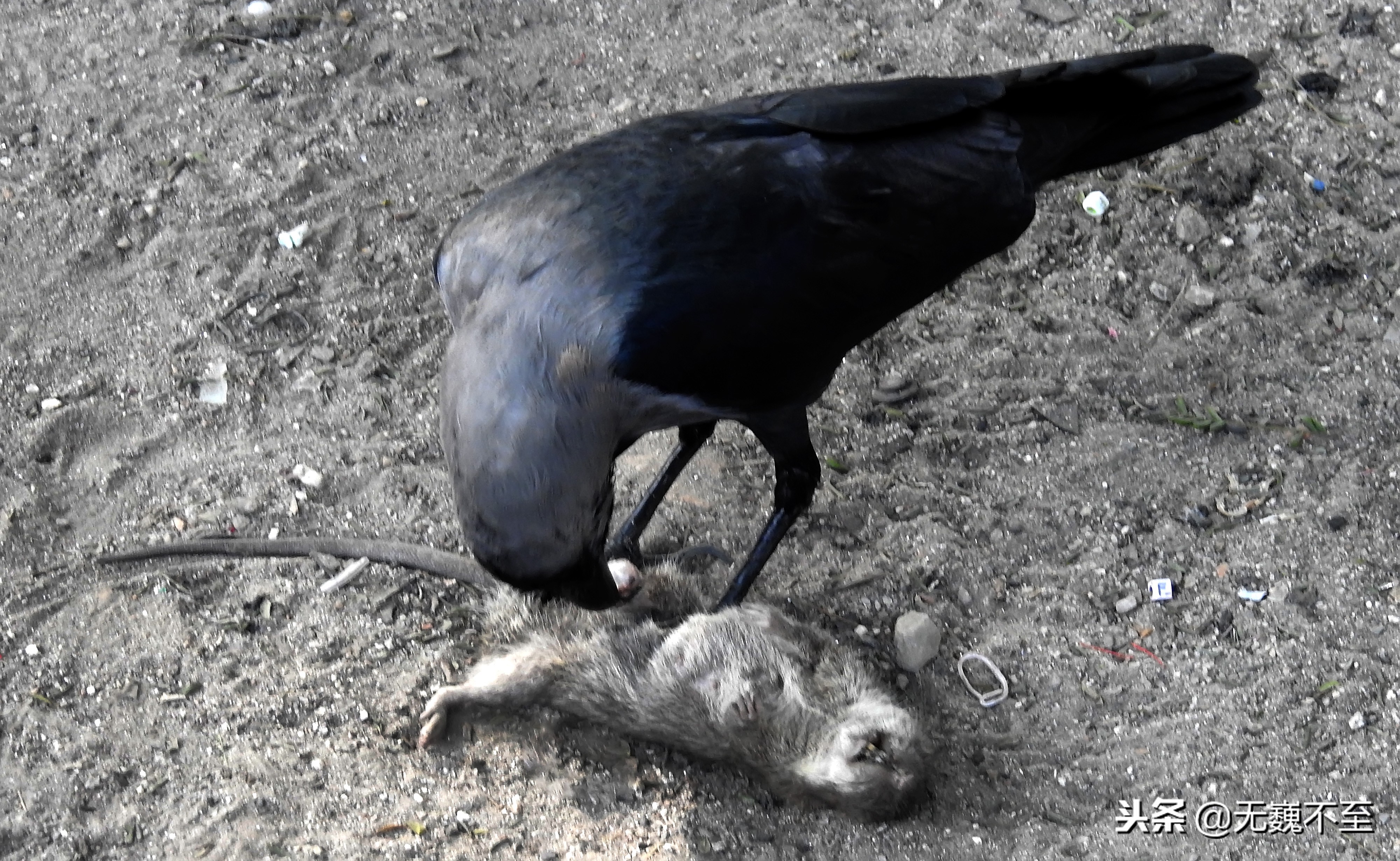 尼泊尔act徒步旅行,尼泊尔act徒步攻略大全