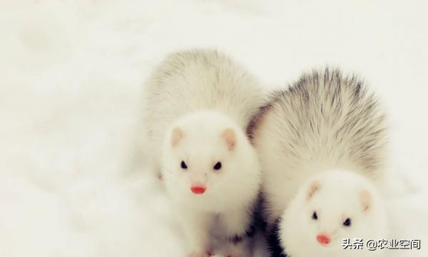 水貂养殖皮毛管理,养貂怎么样