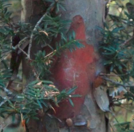 “红豆杉”是什么样子的？终于有点懂了