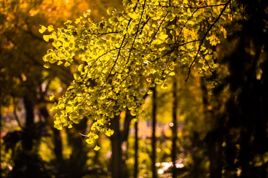 上海银杏叶打卡的地方,上海周边哪里有银杏叶