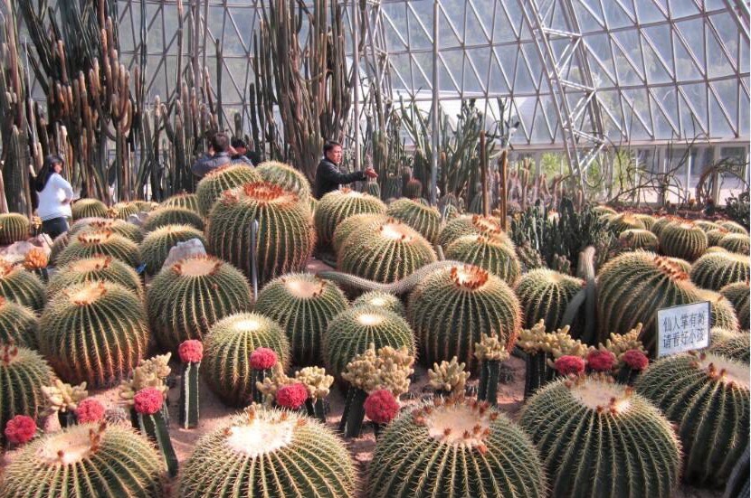 养仙人球运气好吗,仙人球养殖方法和浇水方法图片