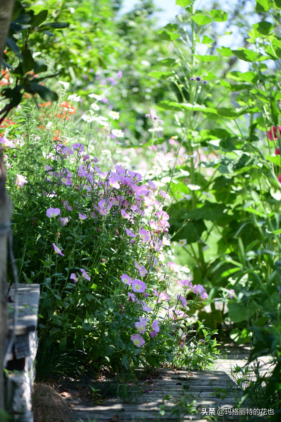 徒长花草怎样处理,徒长的树木怎么处理