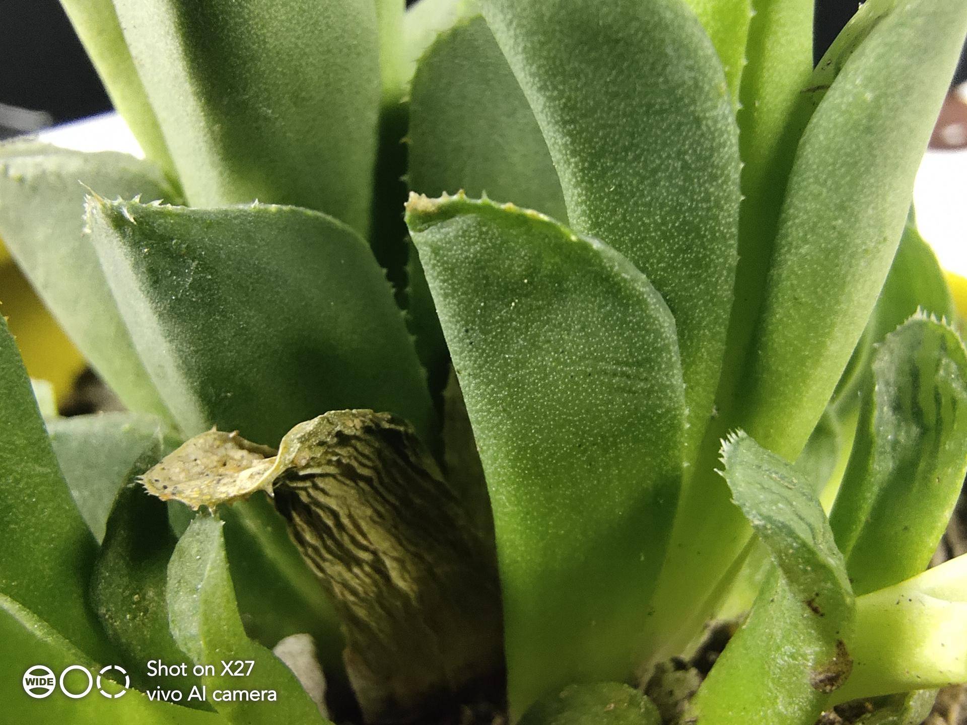 vivox27刘海屏测评,vivox27测评全新