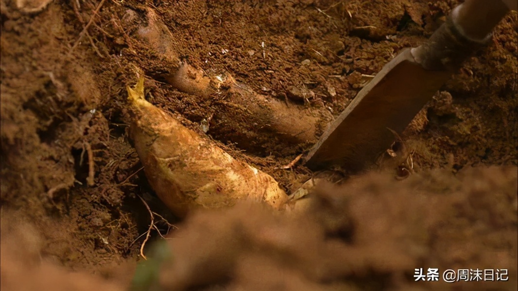 这个季节最好吃的竹笋,正宗武夷山冬笋