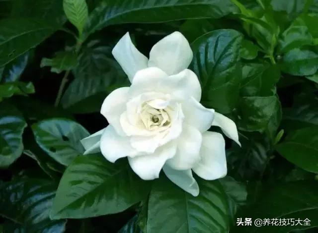 超大枝条的栀子花扦插方法,栀子大树干可以扦插活吗