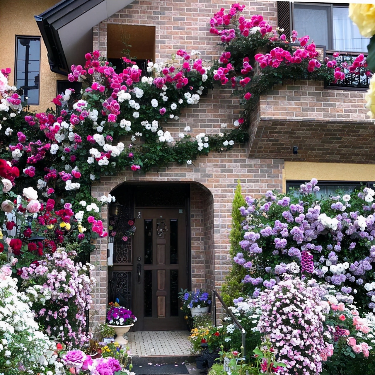 这8种花你不要乱浇水,新手种花品种推荐