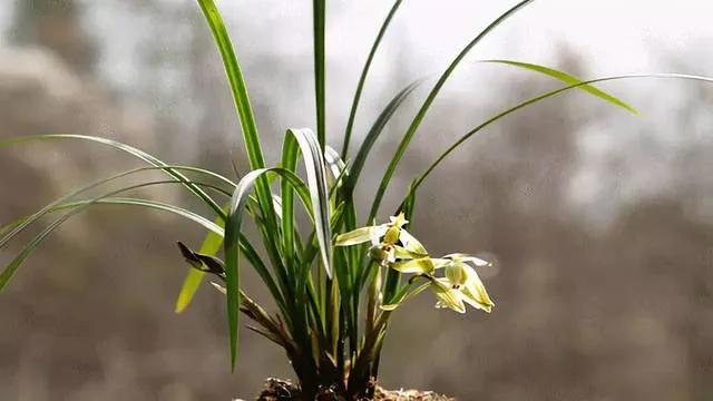 秋季兰花怎么养才能旺盛容易开花,兰花春不出夏不晒秋不干什么原因