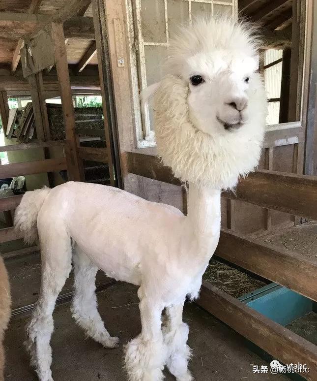 南极人羽绒被怎么样,南极人羊毛冬被