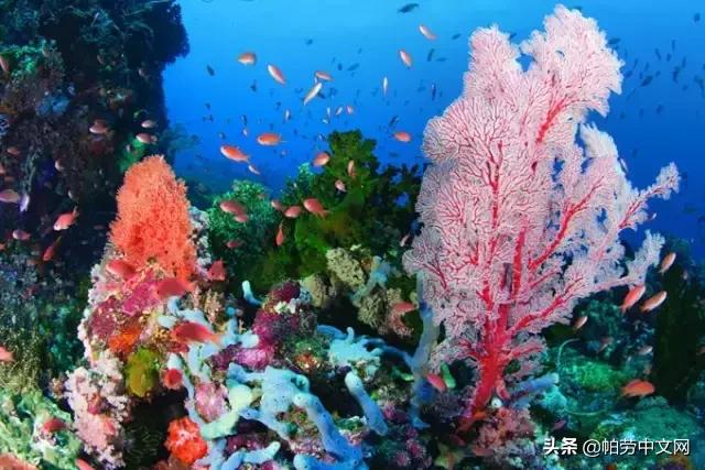 如何成为潜水师,如何成为一名潜水员