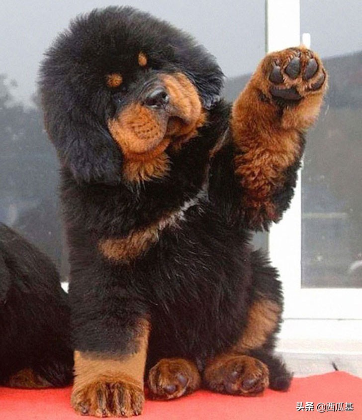 十种最像熊的狗,耳朵像熊的宠物狗