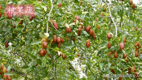 枣树春季修剪的时间和方法,春季枣树什么时候喷石硫合剂最佳