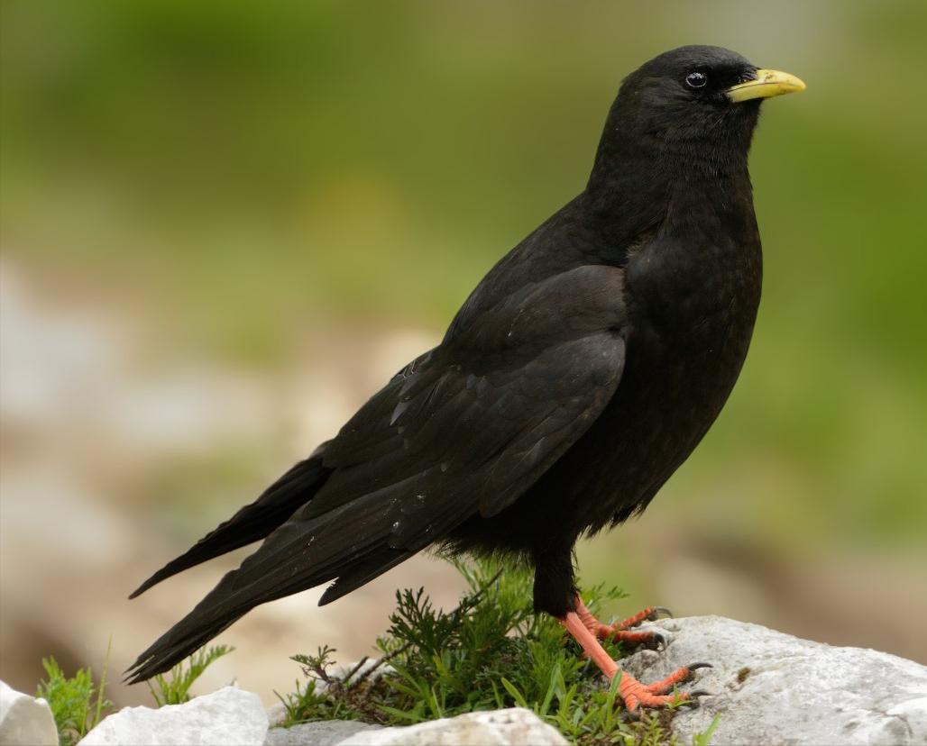 东江揽胜,惠州淡水常见鸟类图谱