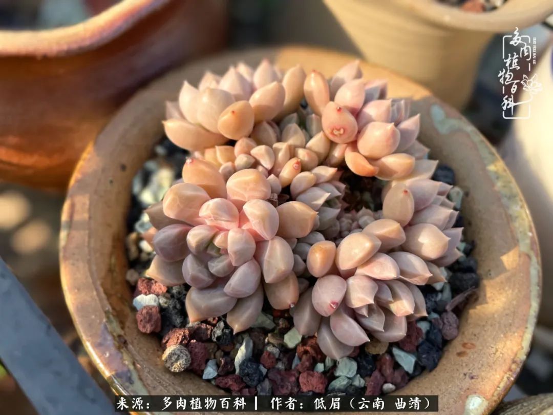 多肉植物百科如何投稿,感谢多肉植物百科的陪伴