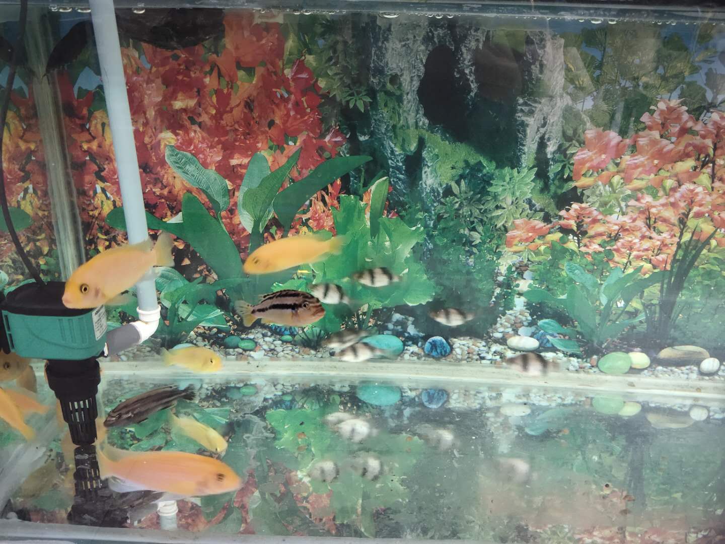 不建议饲养的观赏鱼,家中的观赏鱼可以放到寺庙放生吗