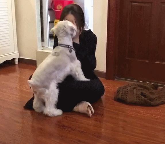 小老头雪纳瑞的缺点,小老头雪纳瑞缺点