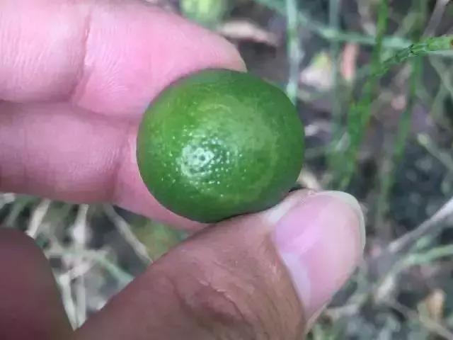 天然高效橙皮精油助剂,橙油助剂与有机硅助剂的区别