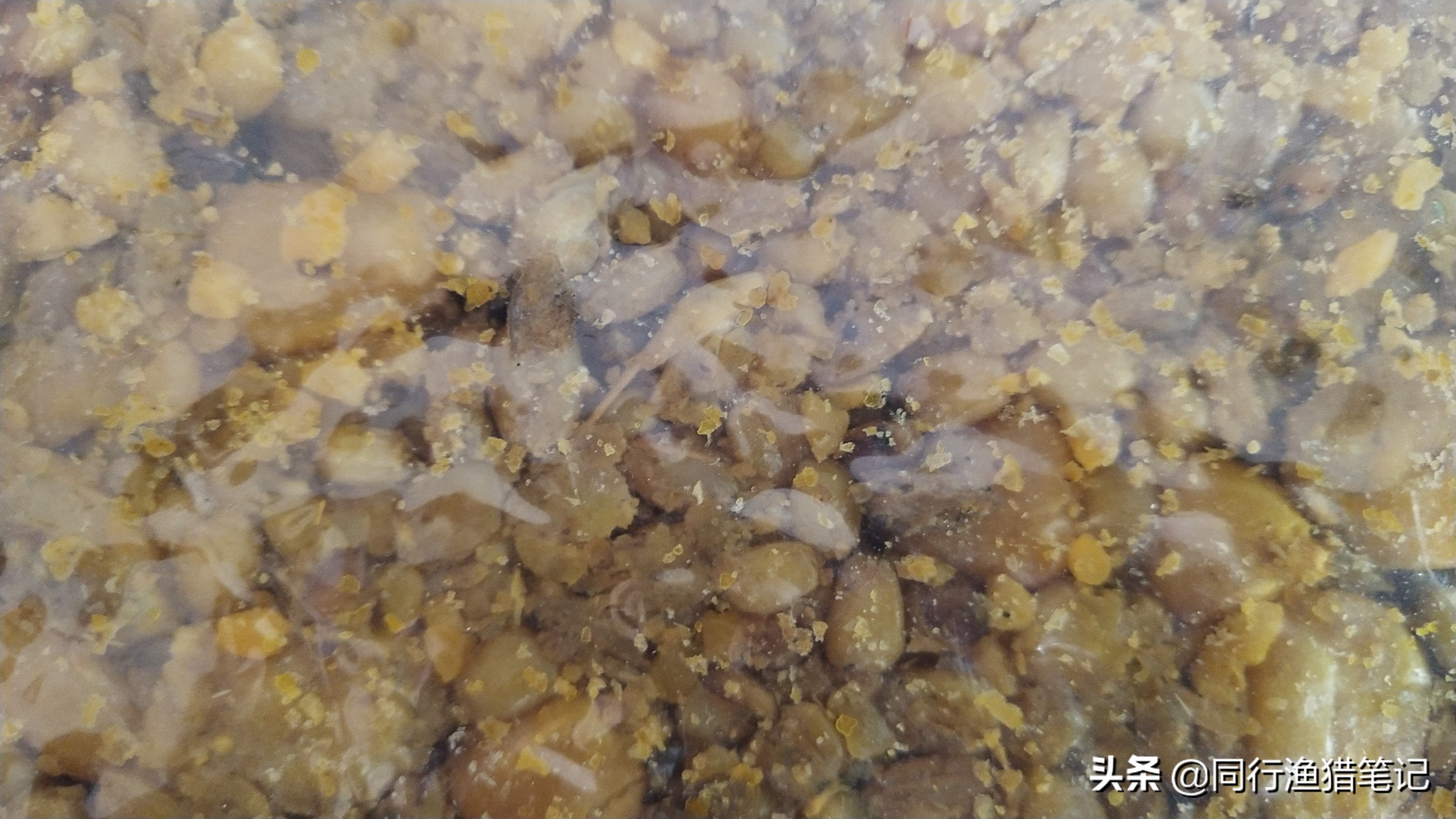 鲫鱼窝料配方野钓加什么,最实用的钓鲫鱼窝料配方