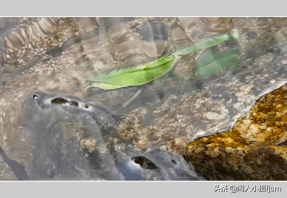 被铁线虫寄生了螳螂如何拯救,是不是每个螳螂都会被铁线虫寄生