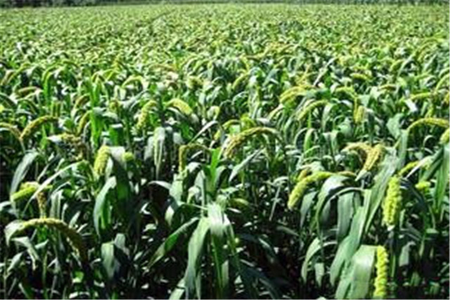 绿色食品谷子栽培技术,当地谷子栽培技术要点是什么