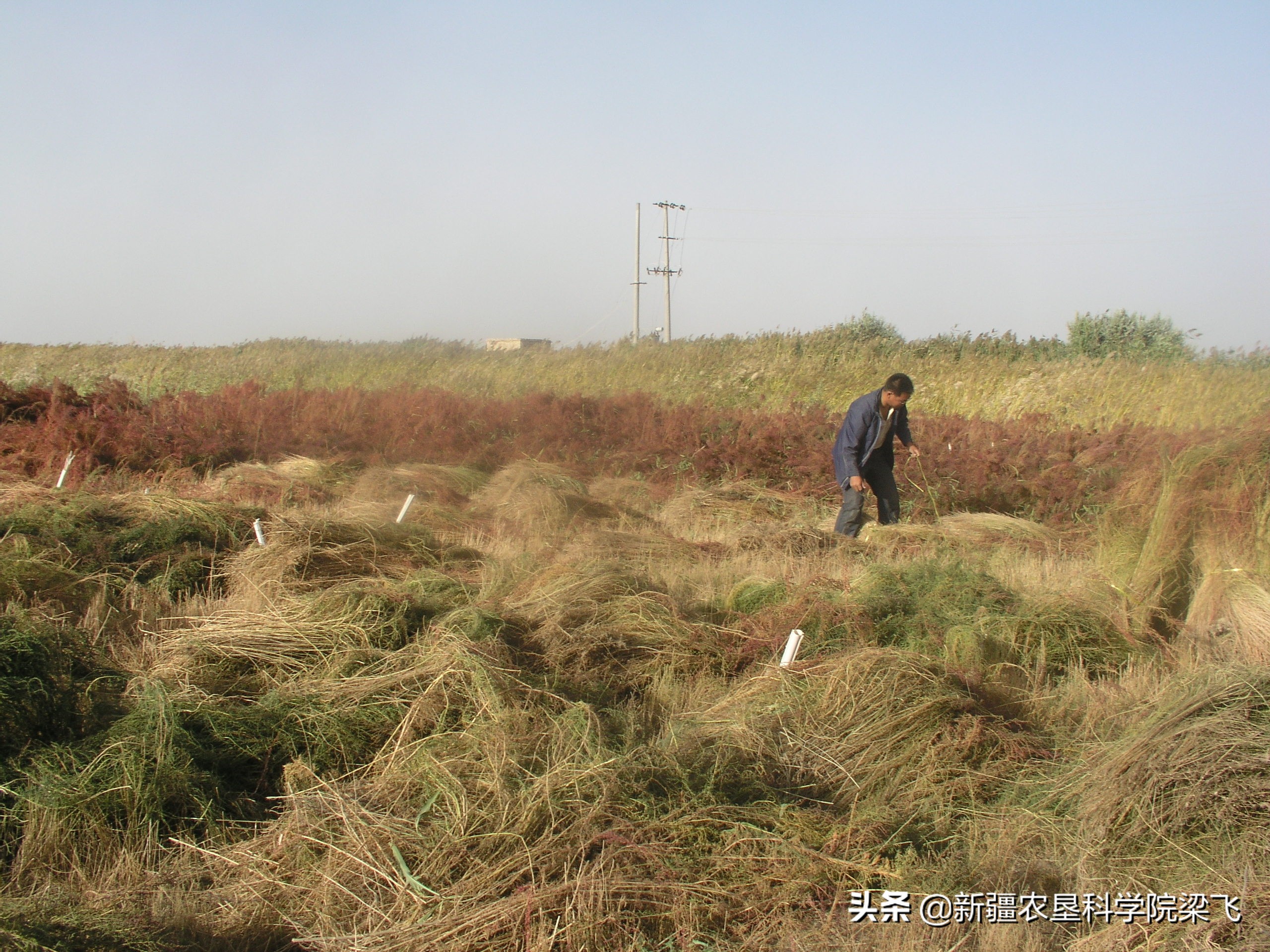 新疆盐碱地盐地怎么改良,新疆盐碱地适合生长什么蔬菜