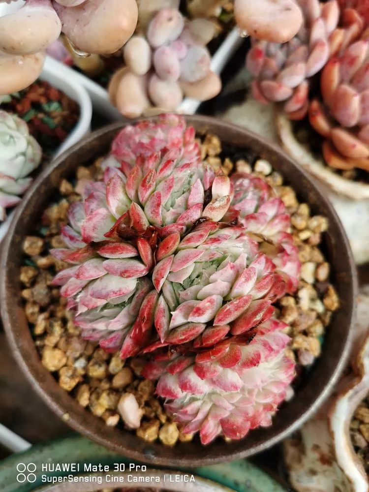 冬日如何更好地养多肉,冬天可以户外养护的多肉