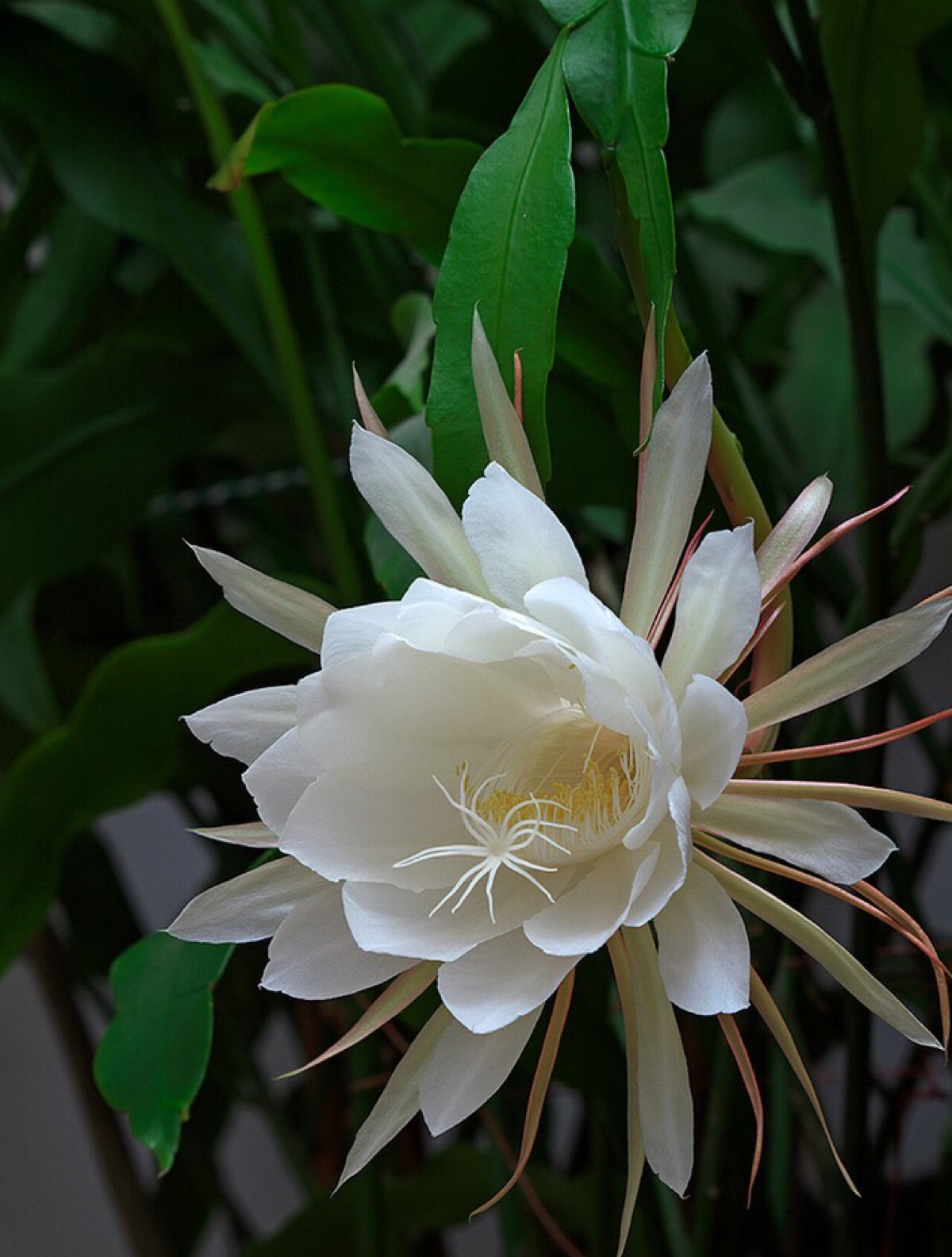 22种花耐旱耐热,天冷种花要注意什么