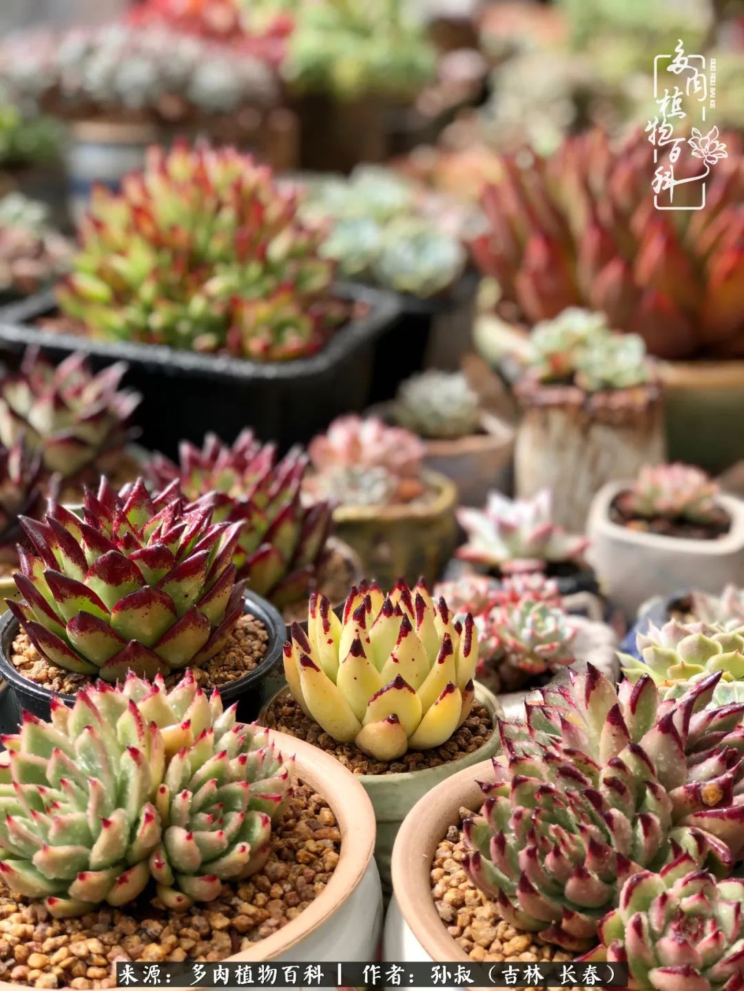 与多肉一起成长,与多肉相伴
