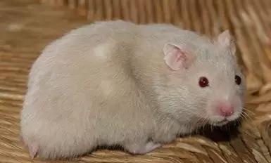 仓鼠种类大仓鼠,仓鼠的详细资料仓鼠的种类