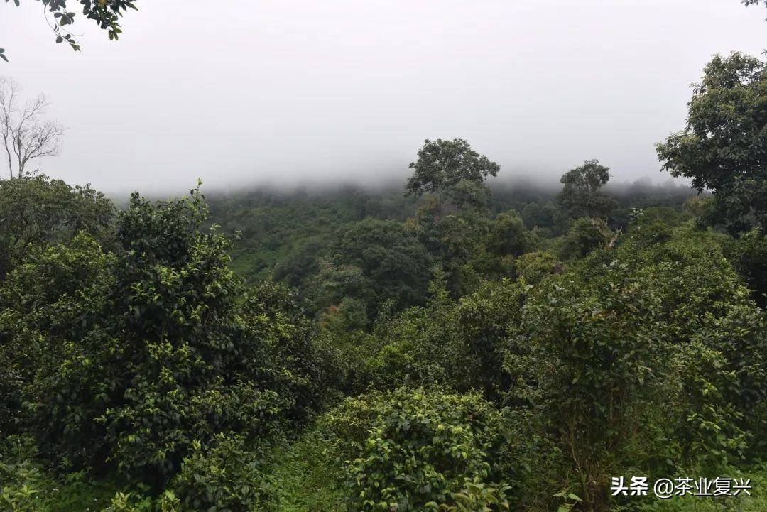 芳村茶市场,芳村茶叶市场都是金融茶吗