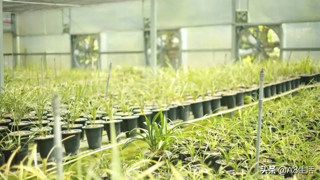 每日一品花草图片,每日一品