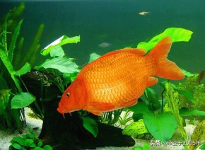 大连旅顺野钓淡水鱼的地方,大连近海常见鱼类图鉴